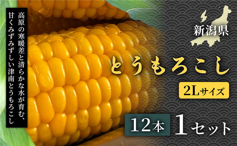 【令和8年産先行予約】朝採れ トウモロコシ（12本）2Lサイズ 1セット 新潟県 津南町  155751-012