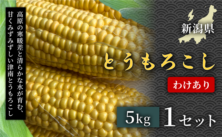 【令和8年産先行予約】朝採れ 訳あり とうもろこし 5kg 1セット 新潟県 津南町 155751-018