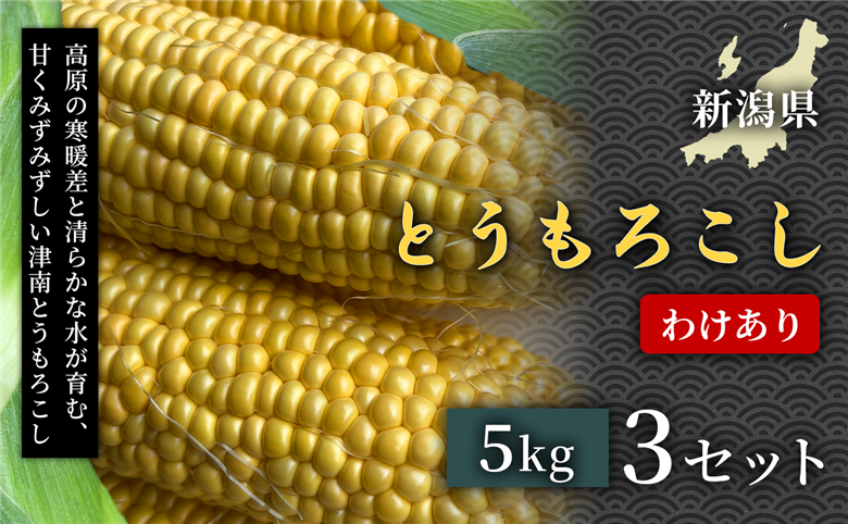 【令和8年産先行予約】朝採れ 訳あり とうもろこし 5kg 3セット 新潟県 津南町 155751-019