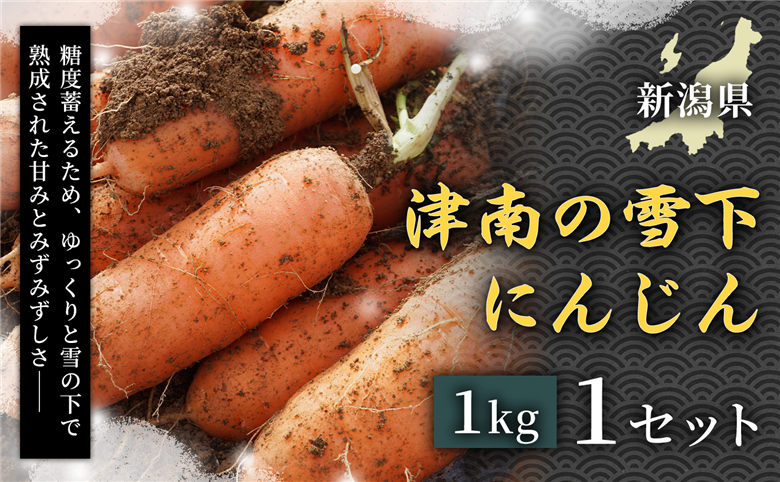 【令和8年産先行予約】津南の雪下にんじん 1kg 1セット 新潟県 津南町 155751-107