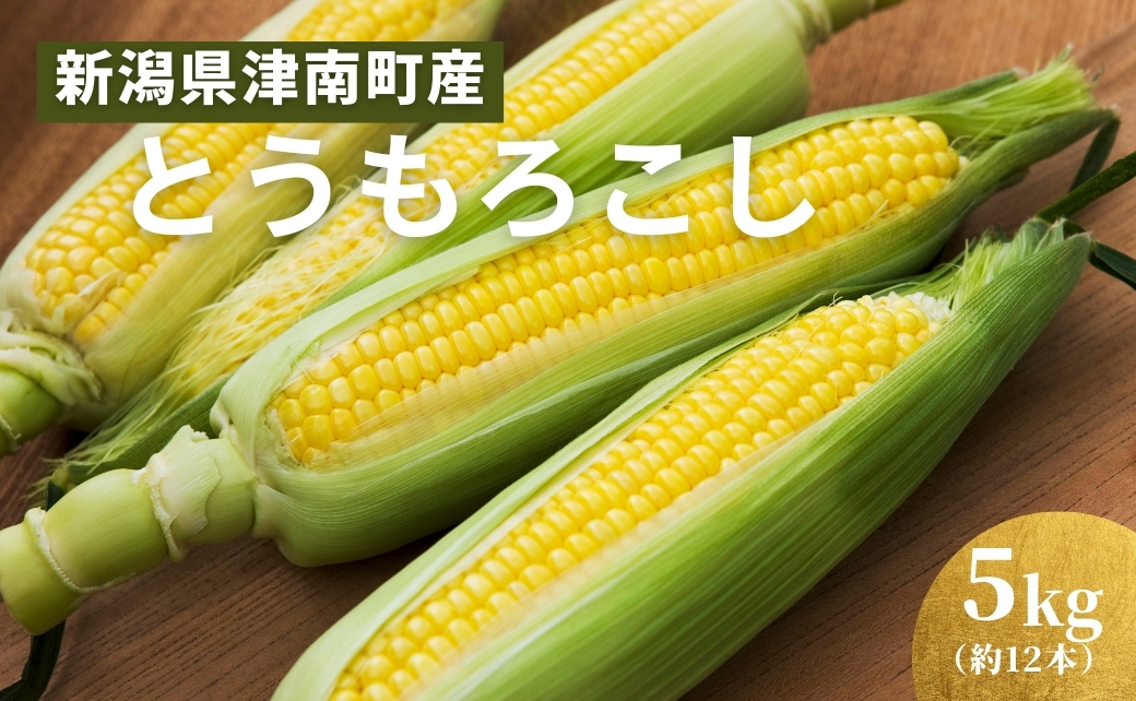 [令和8年産先行予約]朝採り とうもろこし スイートコーン 5kg 約12本|新潟県 津南町 旭商事株式会社