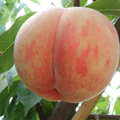 とうりんぼ産 砂丘桃 2kg【配送不可地域：離島】