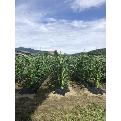 スイートコーンLサイズ(約350g～400g)黄色15本セット【配送不可地域：離島】