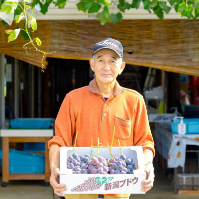種なし巨峰約2kg【関川村産】【配送不可地域：離島】