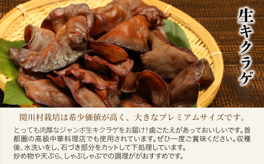 あらかわキクラゲ生・乾燥セット(生キクラゲ220g×2パック・乾燥キクラゲ30g×2パック)【配送不可地域：離島】