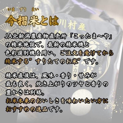 R7年産 関川村産 岩船コシヒカリ 今摺米 10kg(精米5kg×2袋)[JA北新潟]