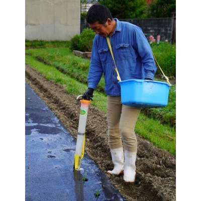 スイートコーンLサイズ(約350g～400g)黄色15本セット【配送不可地域：離島】