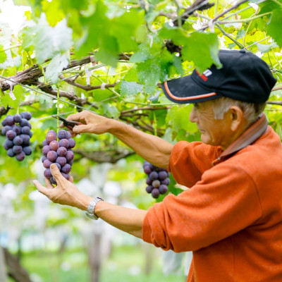 種なし巨峰約2kg【関川村産】【配送不可地域：離島】