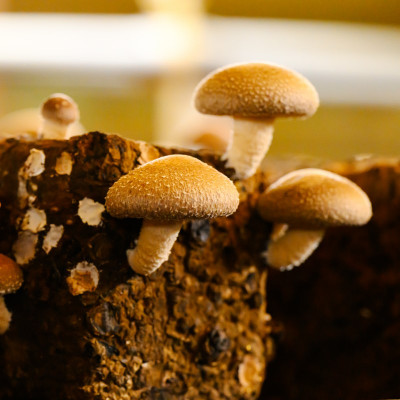 育てて楽しい!あらかわ生しいたけ菌床ホダ木 3セット