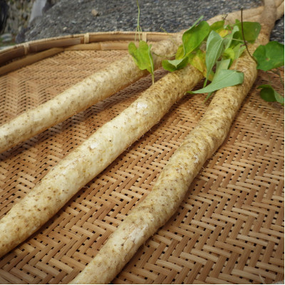 【関川村産】山薫る自然薯 一本物700g以上【配送不可地域：離島】