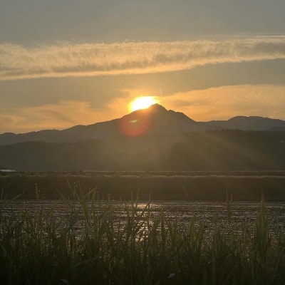 【毎月定期便】炊きたてつやつや 新潟関川村産 岩船米こしひかり　精米 5kg [星山米店]全6回