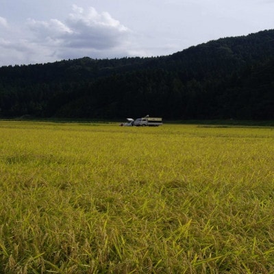 【毎月定期便】炊きたてつやつや 新潟関川村産 岩船米こしひかり精米 5kg [星山米店]全3回