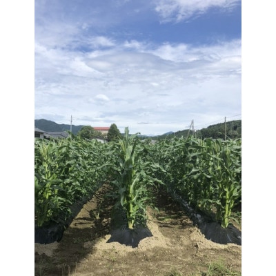 スイートコーンLサイズ(約350g～400g)ホワイト5本、黄色10本セット【配送不可地域：離島】