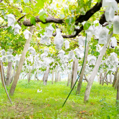 種なし巨峰約2kg【関川村産】【配送不可地域：離島】