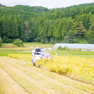 ふっくら食感!R7年産 関川村産コシヒカリ6kg(3kg×2) 丁寧に育てた贅沢米 [山口ファーム]