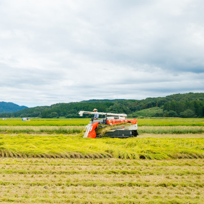 R7年産 関川村産こしひかり 精米6kg(2kg×3袋) ふっくら美味しさ 岩船米 [横山農産]