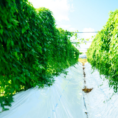 【関川村産】山薫る自然薯 一本物700g以上【配送不可地域：離島】