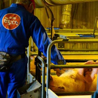 肉厚でジューシー 越後もち豚肩ロース すきやき用900g【配送不可地域：離島】