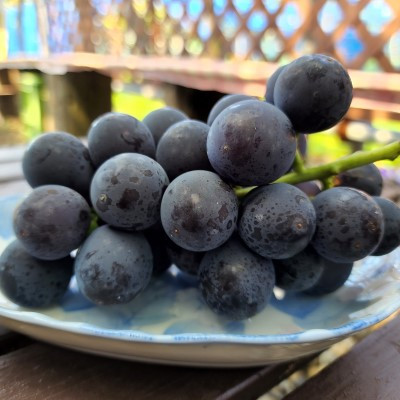 種なし巨峰約2kg【関川村産】【配送不可地域：離島】