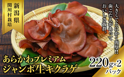 あらかわプレミアムジャンボ生キクラゲ220g×2パック【配送不可地域：離島】