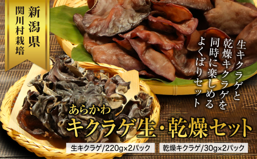 あらかわキクラゲ生・乾燥セット(生キクラゲ220g×2パック・乾燥キクラゲ30g×2パック)【配送不可地域：離島】