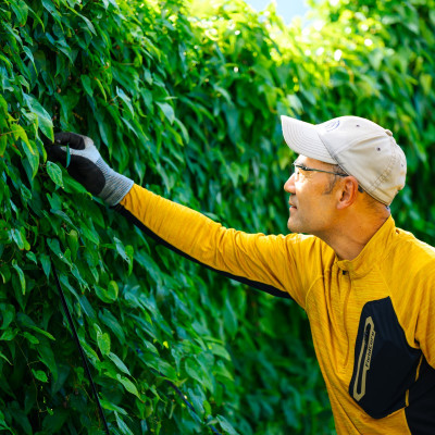 【関川村産】山薫る自然薯 一本物700g以上【配送不可地域：離島】