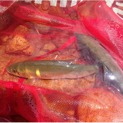 令和7年 庄川 あゆ遊漁承認証 友釣 年券