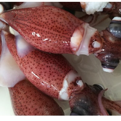 富山湾産ボイルほたるいか　230g×2(からし酢みそ付き)【配送不可地域：離島・北海道・沖縄県・東北・中国・四国・九州】