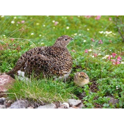 立山黒部アルペンルート　立山駅～室堂(往復)乗車券
