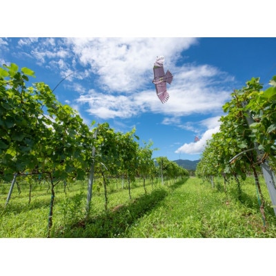 ギフト向け【ワインコンクール受賞】富山県南砺市 ドメーヌボー　ブラン　2022【配送不可地域：離島】