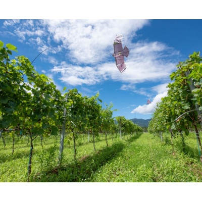 ギフト向け【ワインコンクール受賞】富山県南砺市 ドメーヌボー　赤白ワインセット【配送不可地域：離島】