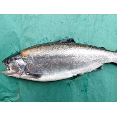 いみずサクラマスのっけて丼3種セット(わさび醤油　にんにくバジル　炙り漬け)【配送不可地域：離島】