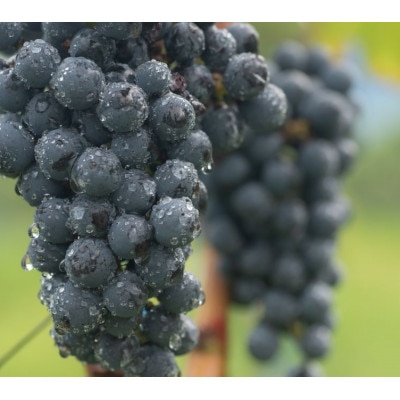 ギフト向け【ワインコンクール受賞】富山県南砺市　ドメーヌボー　ルージュ　2022【配送不可地域：離島】