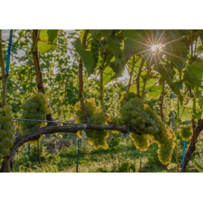 ギフト向け【ワインコンクール受賞】富山県南砺市 ドメーヌボー　ブラン　2022【配送不可地域：離島】