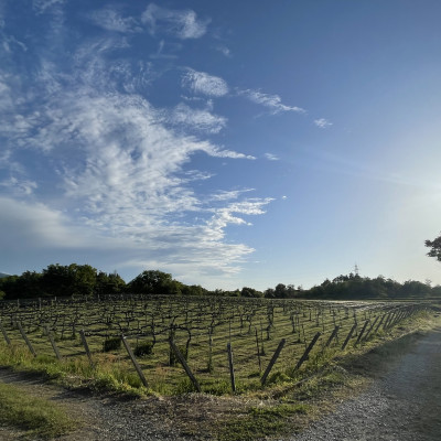 富山ワイン3本セット