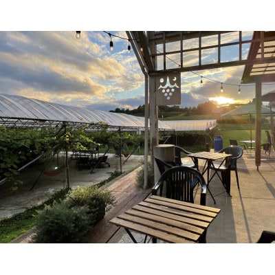 ねこかぶり 2021【配送不可地域：離島】