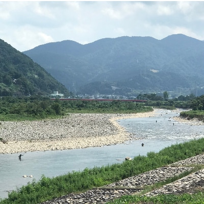 令和7年 庄川 あゆ遊漁承認証 友釣 年券