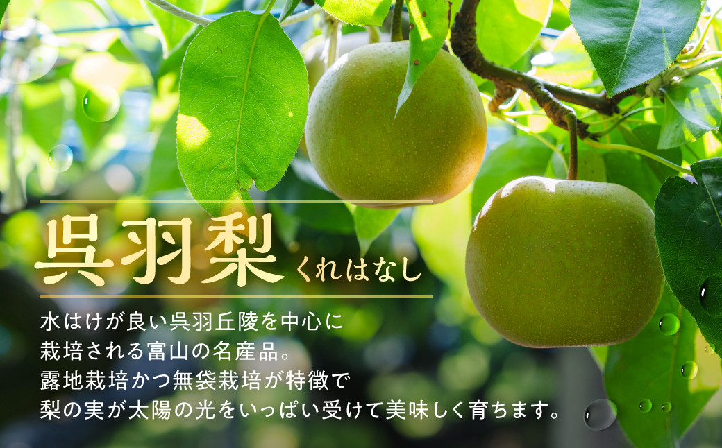 【先行予約・2026年8月25日～9月10日に発送】呉羽梨（くれはなし）5kg箱