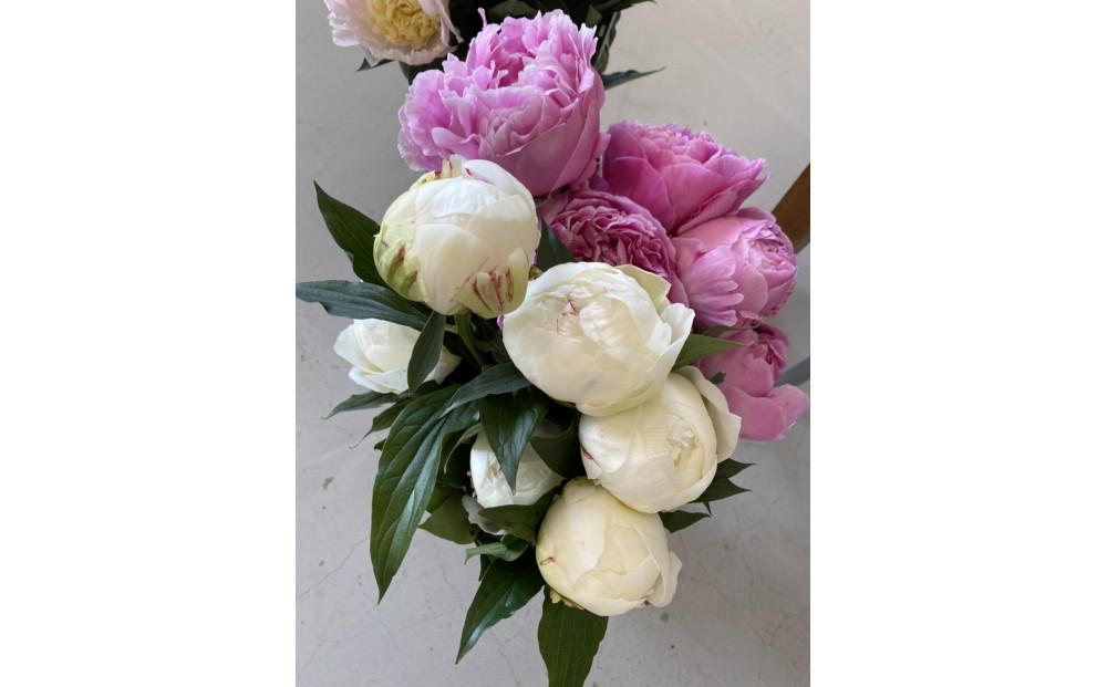 富山市八尾町産　芍薬花　母の月5月限定 「感謝を伝えよう芍薬」30本