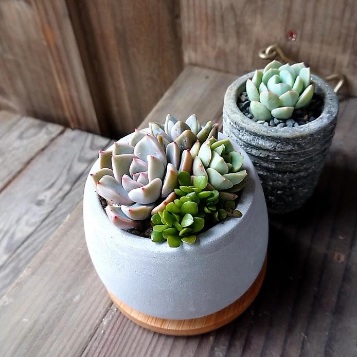 多肉アレンジ2個set（A）