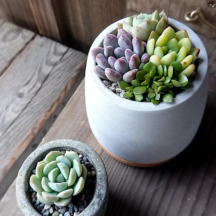 多肉アレンジ2個set（B）