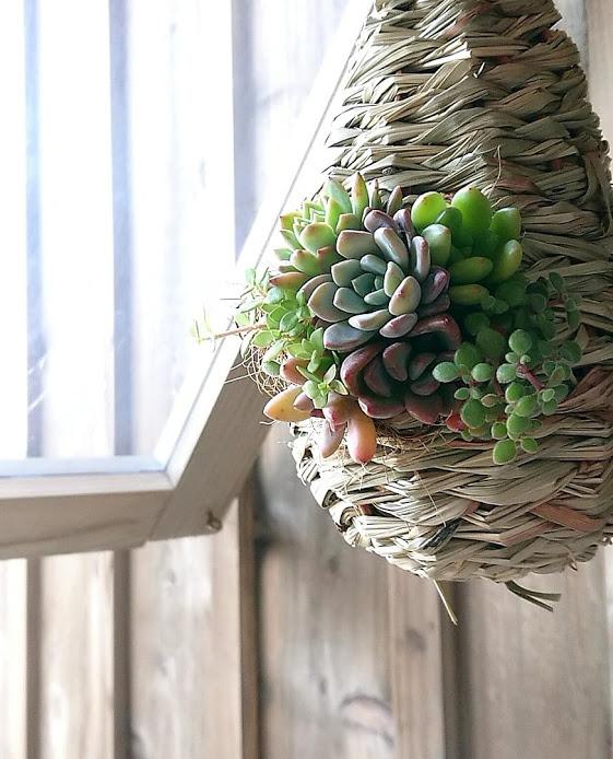 多肉のカゴアレンジ