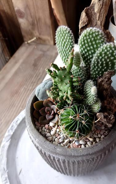 多肉＆サボテンアレンジ（グレー）