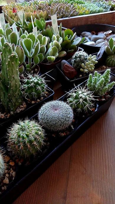 富山県産杉のウッドプランター「箱庭アレンジ」