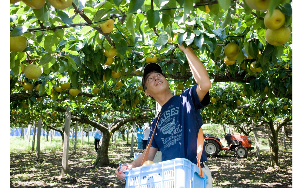 【先行受付】くれは梨　5kg箱