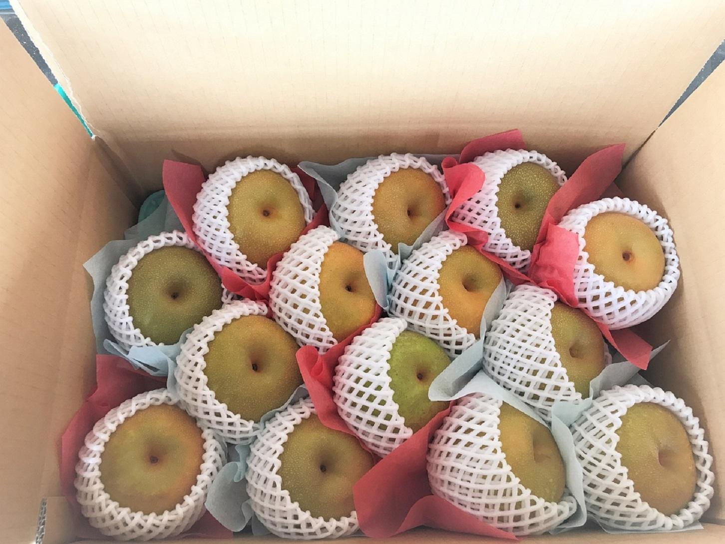 【先行受付】カターレ敵なし(くれは梨 5kg箱)