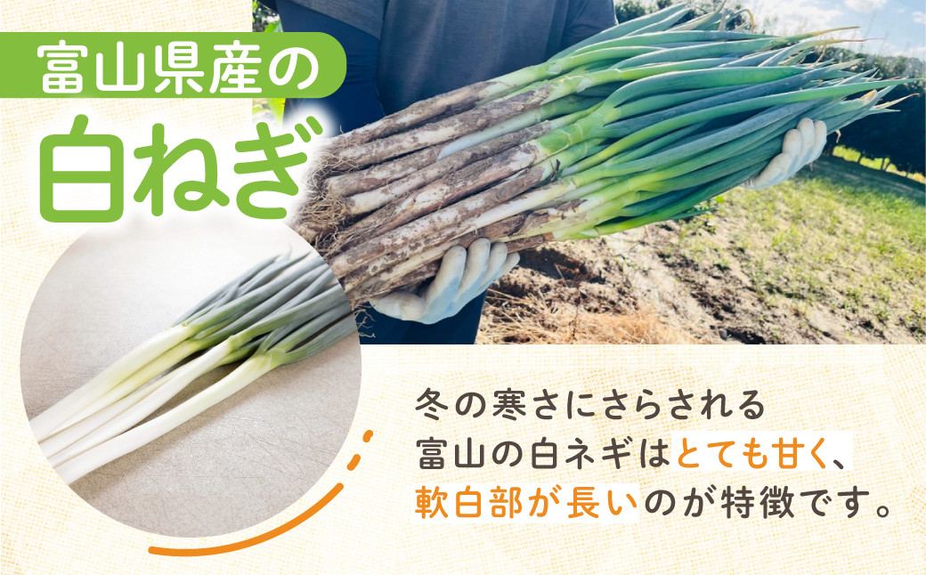 くろまる農園　富山の白ネギ（泥付き）3キロ
