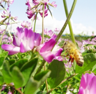 【国産高級蜂蜜】富山県産レンゲ蜂蜜×1本　水島柿蜂蜜500ｇ×1本　セット