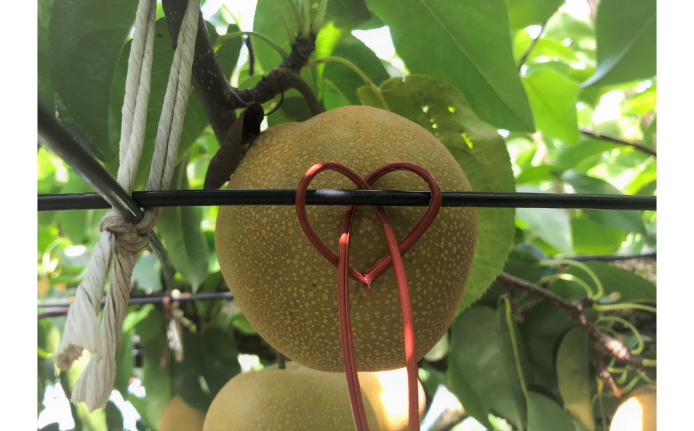 【先行受付】くれは梨　3kg箱