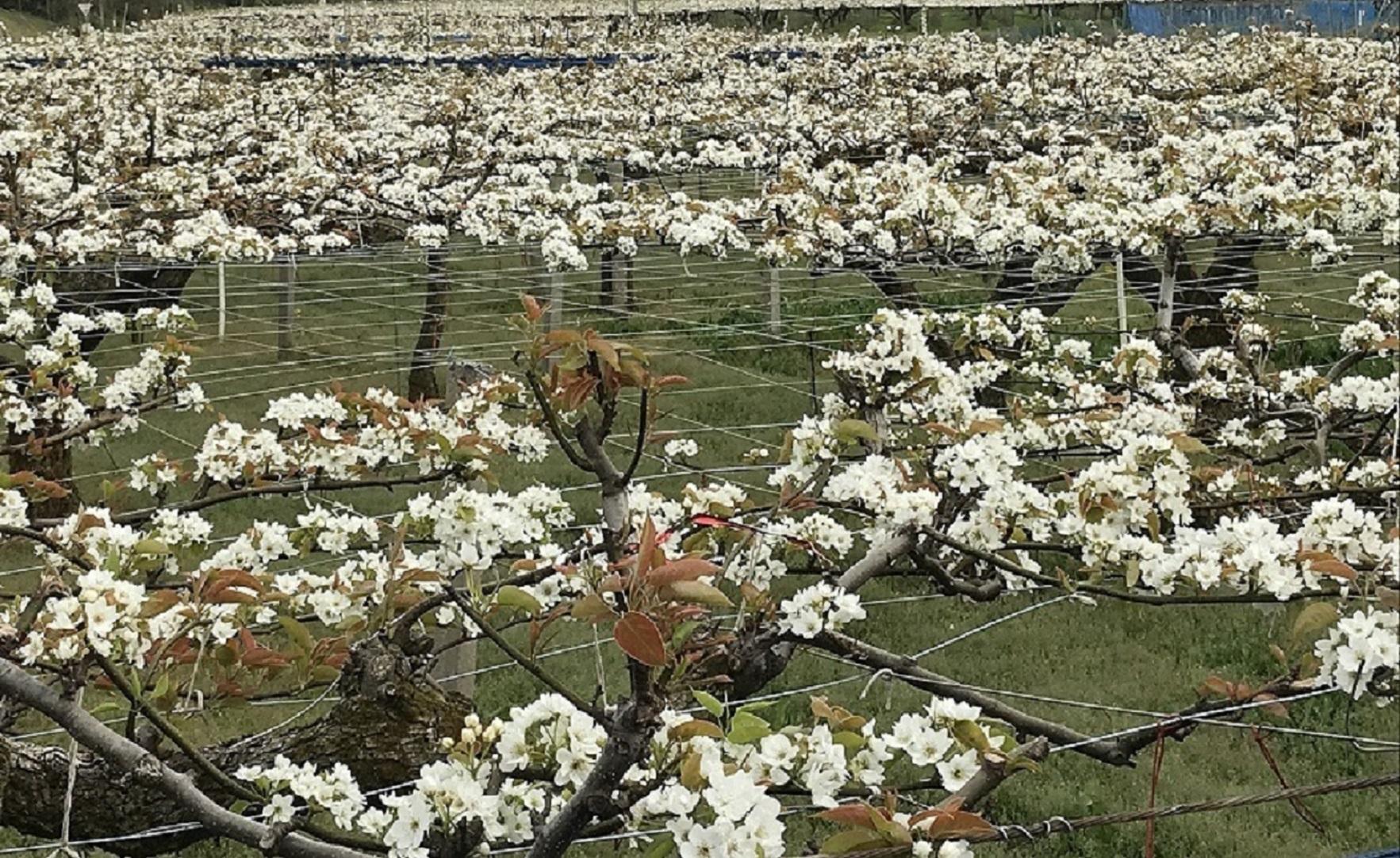 【先行受付】カターレ敵なし(くれは梨 5kg箱)